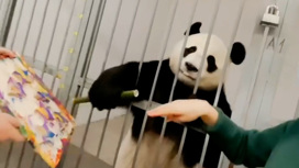 Московский зоопарк разыграет елочные игрушки, расписанные пандами