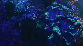 Коралловая месть: аквариумист чуть не лишился жизни из-за своего хобби