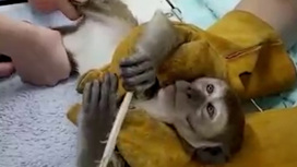 В челябинском зоопарке обезьяне прописали массаж