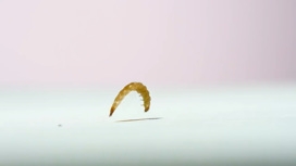 Невероятные прыжки личинок жука-короеда сняли на видео