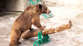 Медведь оказался добрее человека: ЧП в зоопарке