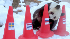 Панды из Московского зоопарка назвали фаворитов Олимпиады