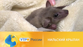 Уход за нильским крыланом: особенности необычного питомца