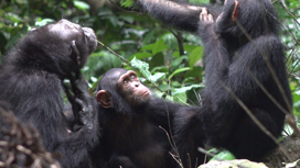 Сюзи, Сассандра и Олив живут в национальном парке Лоанго в Габоне. Тут учёные впервые наблюдали, как шимпанзе прикладывают насекомых к своим ранам.