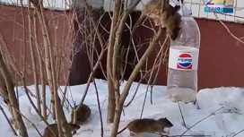 В Ярославле банда наглых крыс оккупировала кормушки для птиц