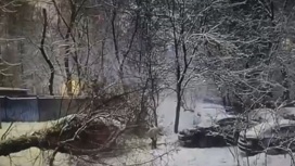 Появились данные о состоянии ребенка, на которого упало дерево в Москве