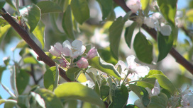 В Волгоградской области растет производство яблок