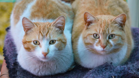 Кошки знают имена своих хозяев и клички других кошек