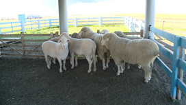 Лучших овец Волгоградской области представят на всероссийской выставке
