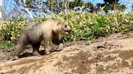 50 оттенков серого: на Курилах замечен медведь с необычным окрасом