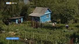 Владимирцев приглашают к участию в агроволонтерском проекте "Добрый огород"