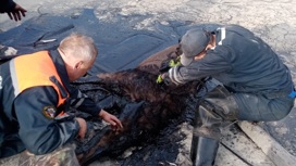 В Кузбассе спасатели вытащили лосиху из ямы с мазутом