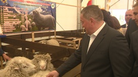В Волгограде впервые состоялась всероссийская выставка племенных овец и коз