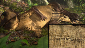 Так пситтакозавр — и его "пупок" — мог выглядеть при жизни.