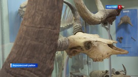 Бивни мамонта, череп носорога и древние окаменелости. Коллекция арктического краеведческого музея