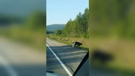 Недалеко от Тынды на дорогу вышли два медведя