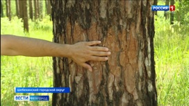 В Белгородской области проходит санитарная рубка леса