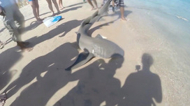 Челюсти в Хургаде: акула-убийца расправилась со второй туристкой