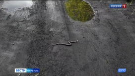 В Карелии активизировались змеи