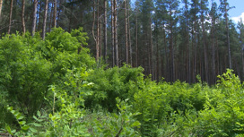 Волгоградские лесоводы заготавливают семена