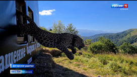 В Северной Осетии выпустят на волю еще трех переднеазиатских леопардов