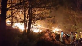 На турецком курорте тушат крупный лесной пожар