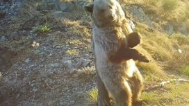 В заповеднике сняли на видео "танцующих" медведей