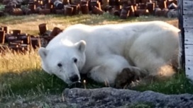 Белый медведь с банкой во рту пришел за помощью к людям в Диксоне