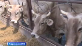 На Ставрополье фермеры на гранты расширяют производство молока