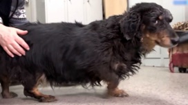 Новый дом обрела собака Чапа, которой были нанесены ножевые ранения