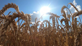 Россия увеличит поставки: цены на пшеницу упали