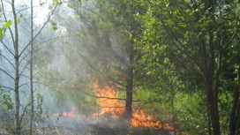 В Лухском районе тушили лесной пожар