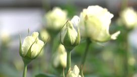 Выставка роз и лилейников открылась в Иркутске