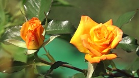 Неповторимые розы: садовод из Челябинска создает уникальные сорта
