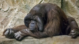В новосибирском зоопарке отпраздновали день рождения знаменитого орангутана Бату