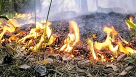 Лес в Архипо-Осиповке горит на территории 0,5 гектаров
