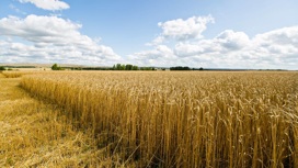 Денис Паслер поздравил оренбургских аграриев с первым миллионом тонн зерна нового урожая