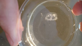 Житель Челябинска нашел медузу в пресной воде