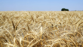 Россия стала крупнейшим в мире экспортером пшеницы