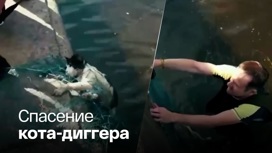 В Петербурге из реки достали кошку