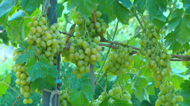 В Астраханской области супруги выращивают более 30 сортов винограда