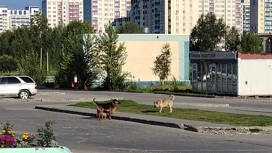 Свора бродячих собак терроризирует жителей Новосибирска