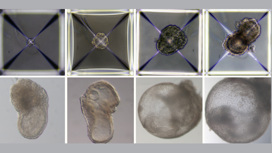 Развитие синтетических эмбрионов с 1-го дня (вверху слева) до 8-го дня (внизу справа). К этомк моменту у них сформировались все ранние предшественники органов.