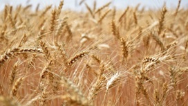 Сбор зерновых культур продолжается в регионе