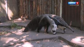 В Калининградском зоопарке началась подготовка вольеров к осени