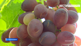 Виноградины размером с яблоко выращивают в экстремальном приморском климате