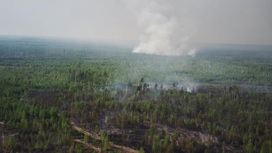 Официальная причина лесного пожара в Рязанской области – человеческий фактор