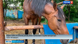 Прокуратура завершила проверку по факту избиения лошади в Парголово