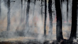 Гарь от лесных пожаров в Рязанской области дошла до Москвы