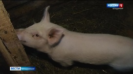 В Александровском районе действует карантин по африканской чуме свиней